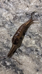 Helicarioninae