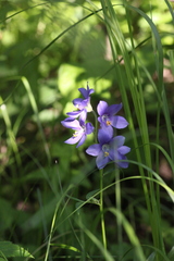 Polemonium acutiflorum