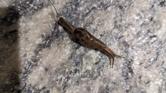Helicarioninae