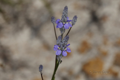 Comesperma calymega