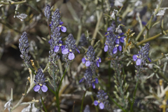Comesperma calymega