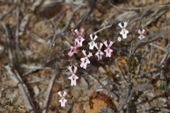 Stylidium calcaratum