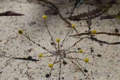 Calocephalus multiflorus