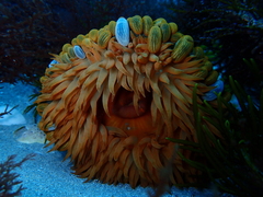 Phlyctenactis tuberculosa