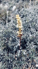 Holothrix schlechteriana