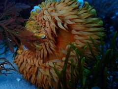 Phlyctenactis tuberculosa