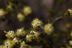 Calytrix depressa