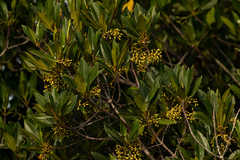 Rhizophora × harrisonii