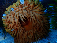 Phlyctenactis tuberculosa