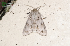 Acronicta maxima
