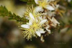 Calytrix depressa