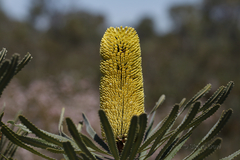 Banksia attenuata