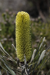 Banksia attenuata
