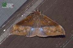 Ischyja manlia