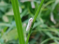 Cofana