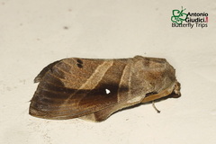 Lebeda nobilis