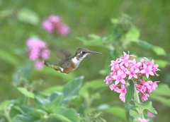 Calliphlox amethystina