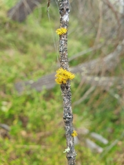 Teloschistes chrysophthalmus