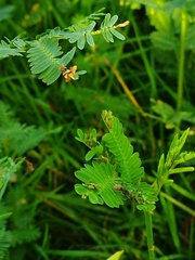Camponotus