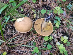 Suillus punctipes