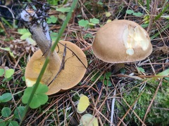 Suillus punctipes
