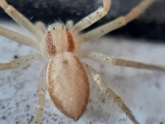 Philodromus rufus