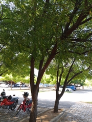 Azadirachta indica
