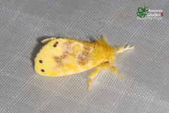 Artaxa guttata