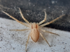 Philodromus rufus