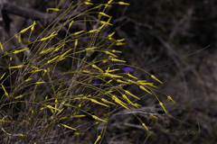 Corynanthera flava