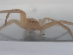 Philodromus rufus