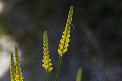 Corynanthera flava