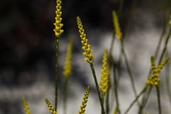 Corynanthera flava