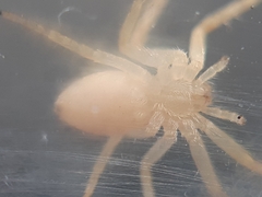Philodromus rufus
