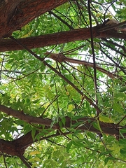 Azadirachta indica