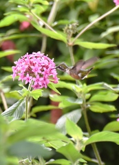 Calliphlox amethystina