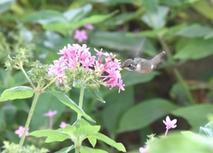 Calliphlox amethystina