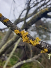 Teloschistes chrysophthalmus