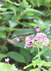 Calliphlox amethystina