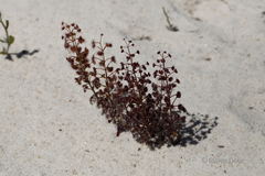 Drosera humilis