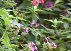 Calliphlox amethystina