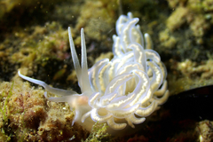 Phyllodesmium serratum