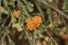Melaleuca ectadioclada