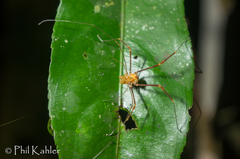Eutimesius simoni