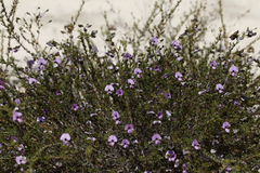 Gompholobium shuttleworthii