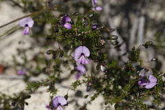 Gompholobium shuttleworthii