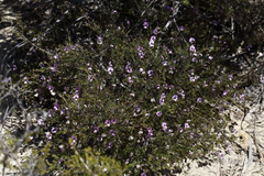 Gompholobium shuttleworthii