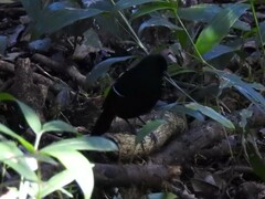 Pyriglena leucoptera