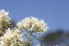 Hakea obliqua