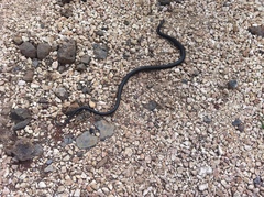 Dolichophis jugularis